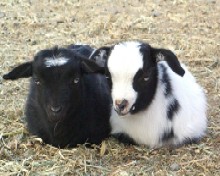 Double Cute